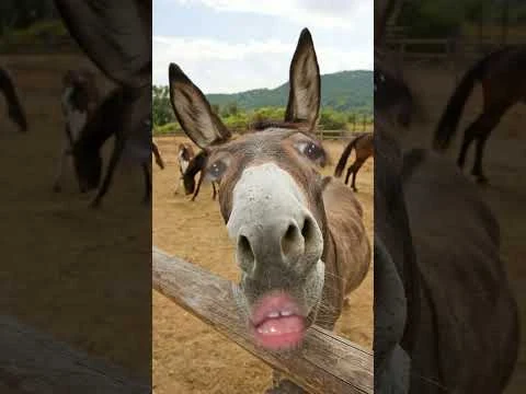 حمود حبيبي حمود screenshot